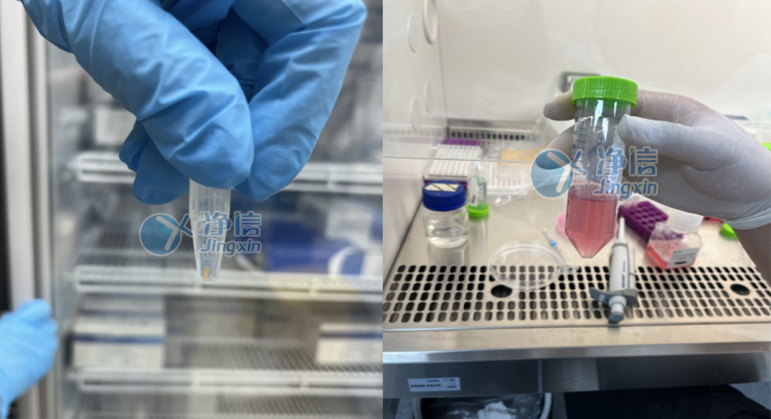 肝組織樣品細(xì)胞懸液制備實(shí)驗(yàn)效果 肝組織樣品細(xì)胞懸液制備實(shí)驗(yàn)效果