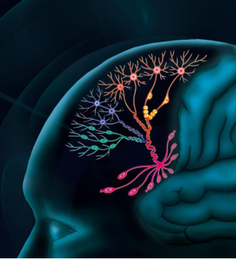 Nature:人腦前額葉發(fā)育的單細(xì)胞圖譜_單細(xì)胞轉(zhuǎn)錄組測(cè)序