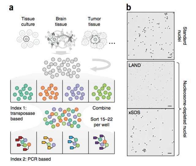 不使用微流控如何實(shí)現(xiàn)高通量測(cè)序單細(xì)胞基因組？