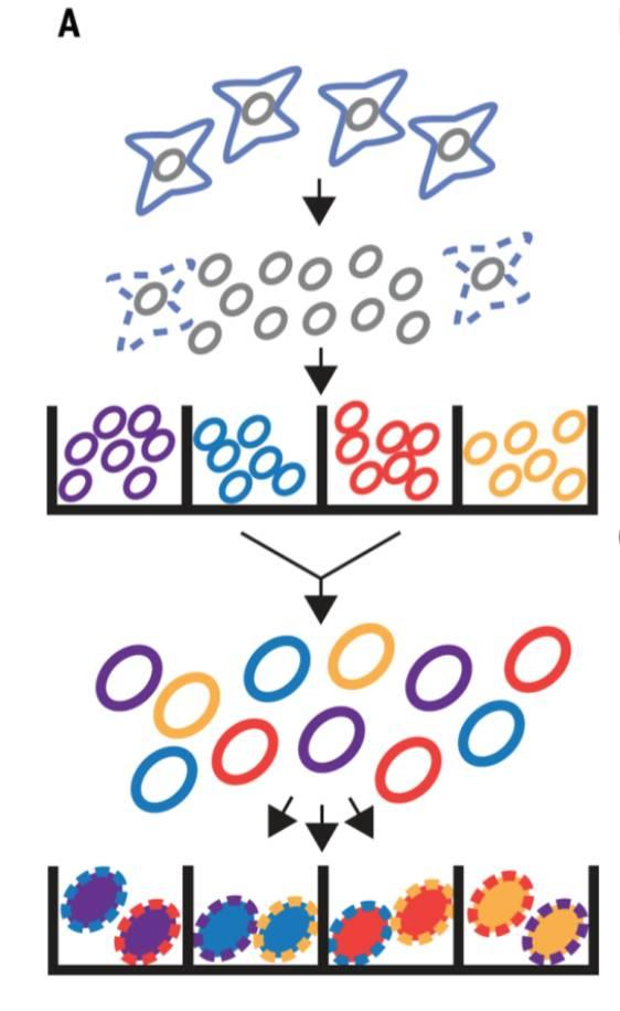 不使用微流控如何實(shí)現(xiàn)高通量測(cè)序單細(xì)胞基因組？